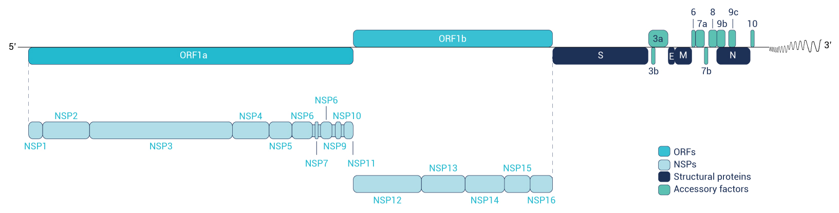 Génome de SARS-CoV-2