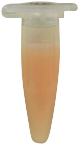 Digestion des protéines