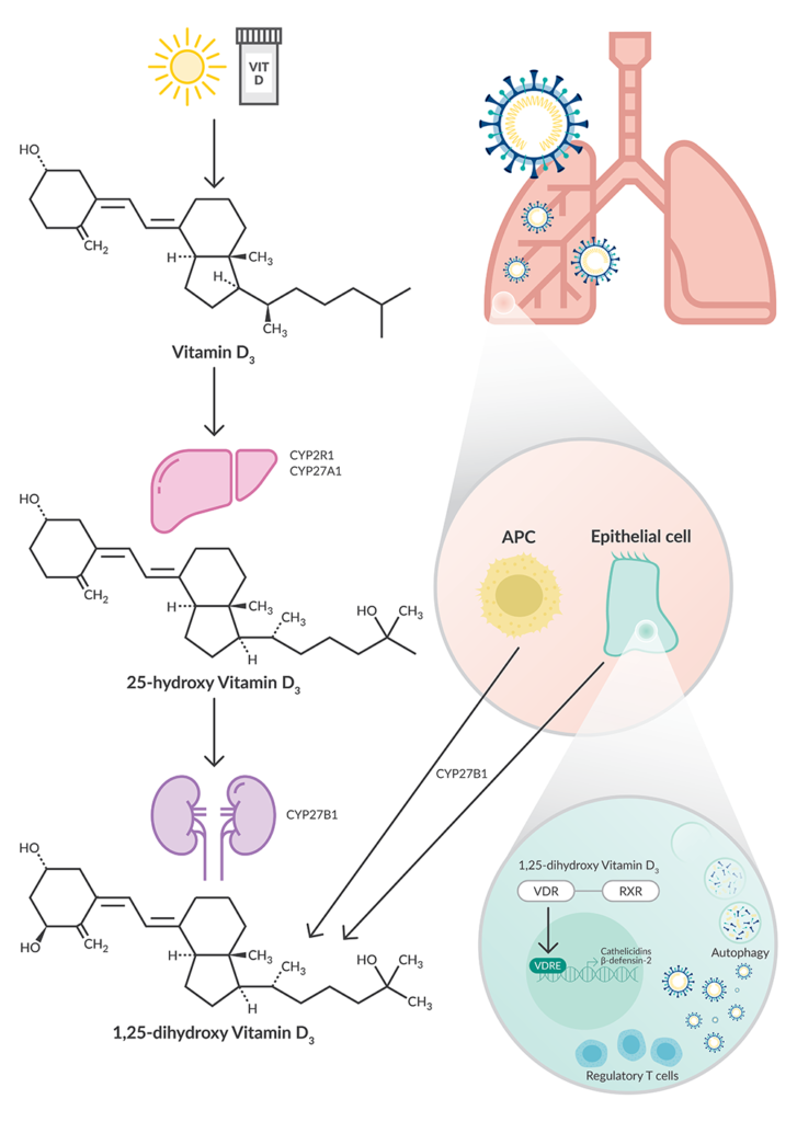 Vitamine D - COVID - Image 1 - AIS