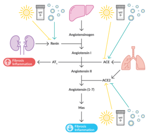 Vitamine D - COVID - Image 2 - AIS
