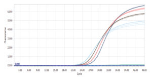 Trace_amplification_avec_le_RealQ_Plus_Green_réalise_sur_LightCycler_96_Advion_Interchim_Scientific_Blog_05/22