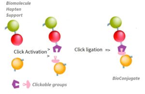 BioConjugation-Click-Activ&Conj-PourArticleClick_Advion_Interchim_Scientific_Blog_07/22