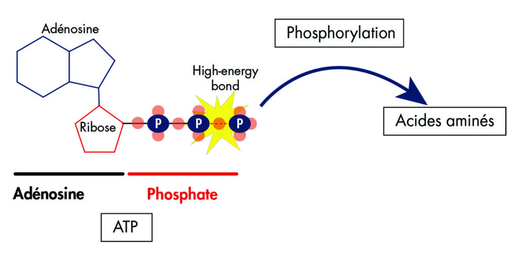 Kinases_Advion_Interchim_Scientific_Blog