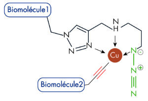 Mécanisme_De_Réaction_De_lAzidePlus_Advion_Interchim_Scientific_Blog_07/22