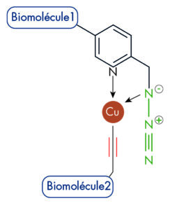 Mécanisme_De_Réaction_Du_PicolylAzide_Advion_Interchim_Scientific_Blog_07/22