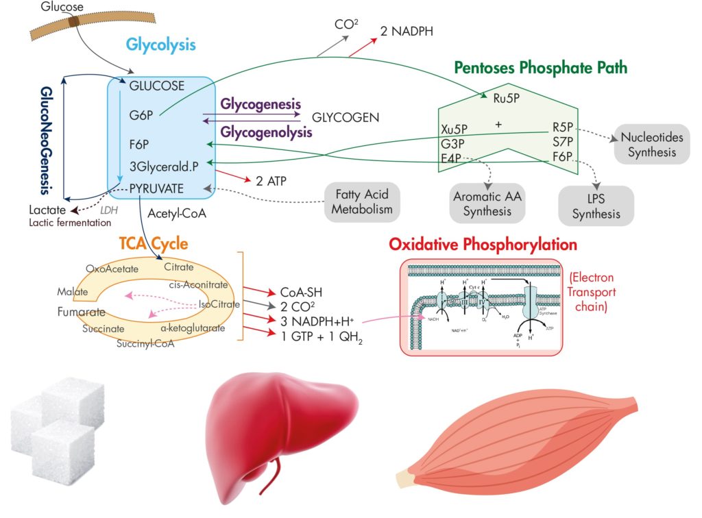 Schema_Glucose_Metabolism_Advion_Interchim_Scientific