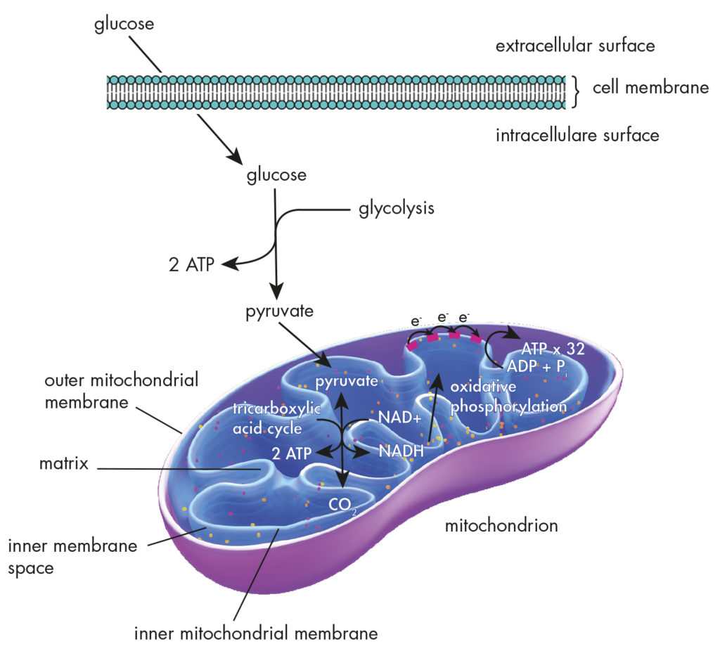 Schéma_Mitochondrie_Glucose_Advion_Interchim_Scientific