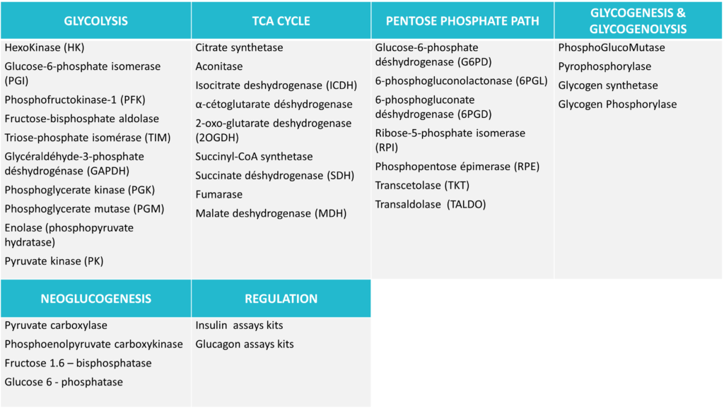 Tableau_Glycolysis_TCA cycle_PentosePhosphate_Path_Glycogenesis_Glycogenolysis_Advion_Interchim_Scientific