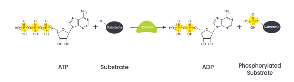 Processus_Kinase_Enzyme_Advion_Interchim_Scientific