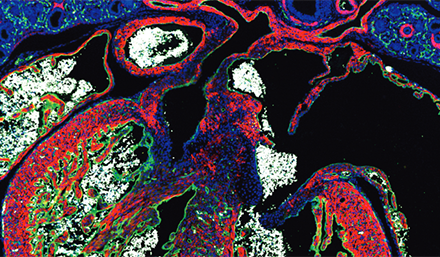 NOUVEAUX  : Les Alexa Fluor® 555 et Alexa Fluor® 568 sont maintenant disponibles chez Jackson ImmunoResearch !