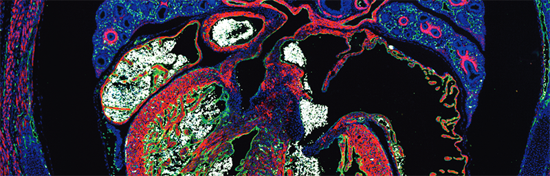 NOUVEAUX  : Les Alexa Fluor® 555 et Alexa Fluor® 568 sont maintenant disponibles chez Jackson ImmunoResearch !