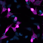 Nouveauté : Détection de la GFP et de ses Dérivés grâce aux Anticorps Jackson Immunoreasearch