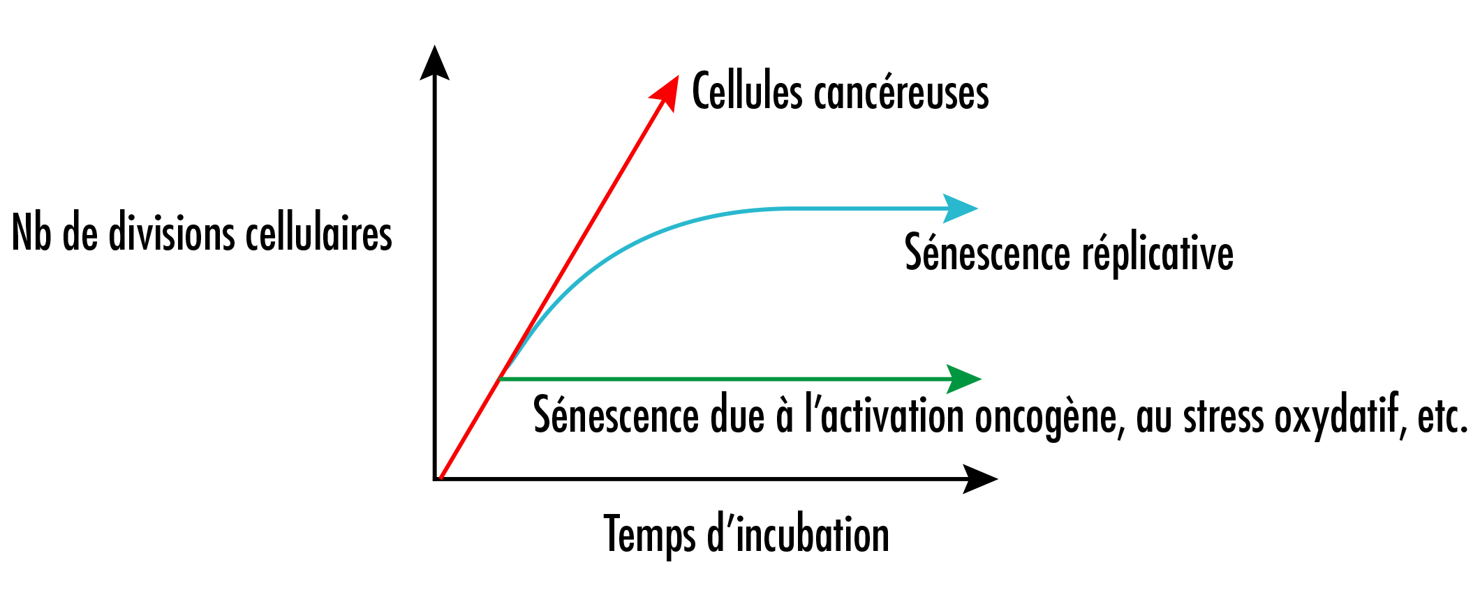 Dojindo_CofCS-pic1_FR